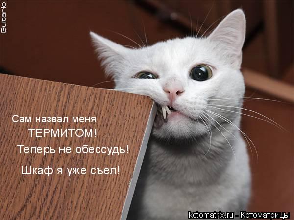http://www.kotomatrix.ru/images/lolz/2008/02/20/e.jpg